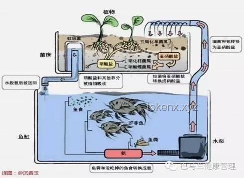 赛博养鱼：手工耿引领的养鱼新风尚趋势预测